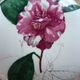 Villeroy & boch porcelain jewelry box model "camelia canduiflora"