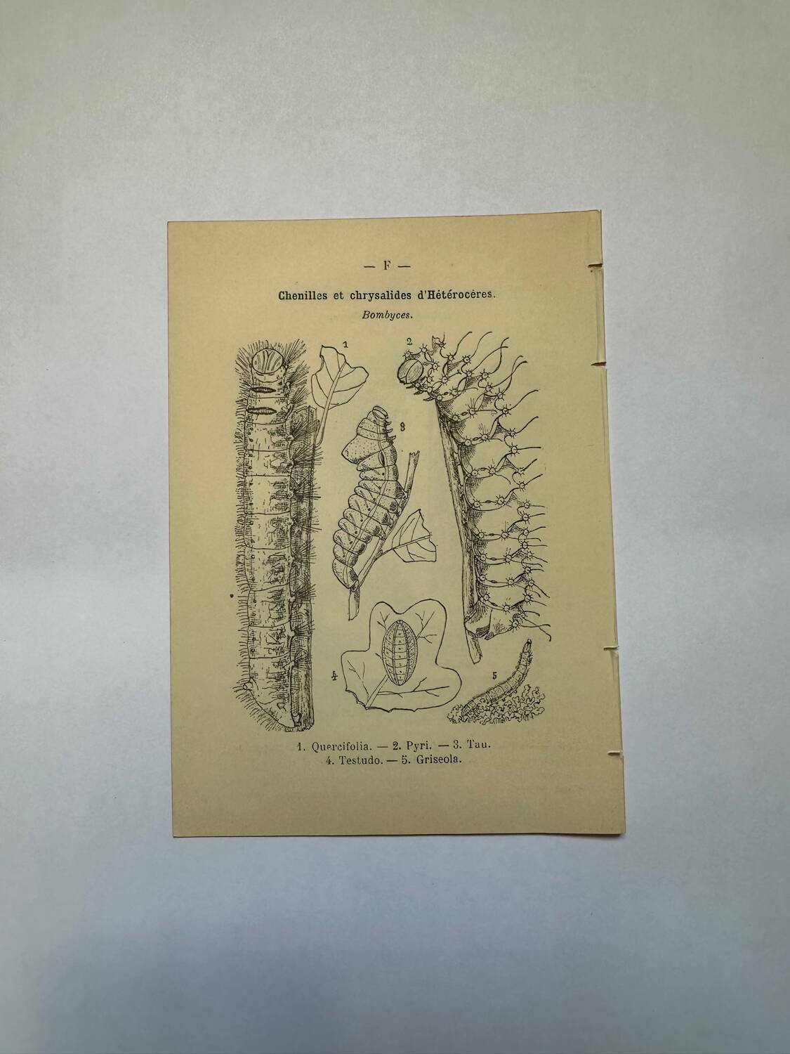 Botanical engraving butterflies double-sided naturalist plate Etching