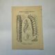 Botanical engraving butterflies double-sided naturalist plate Etching
