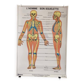 Affiche pédagogique scolaire L'homme son squelette