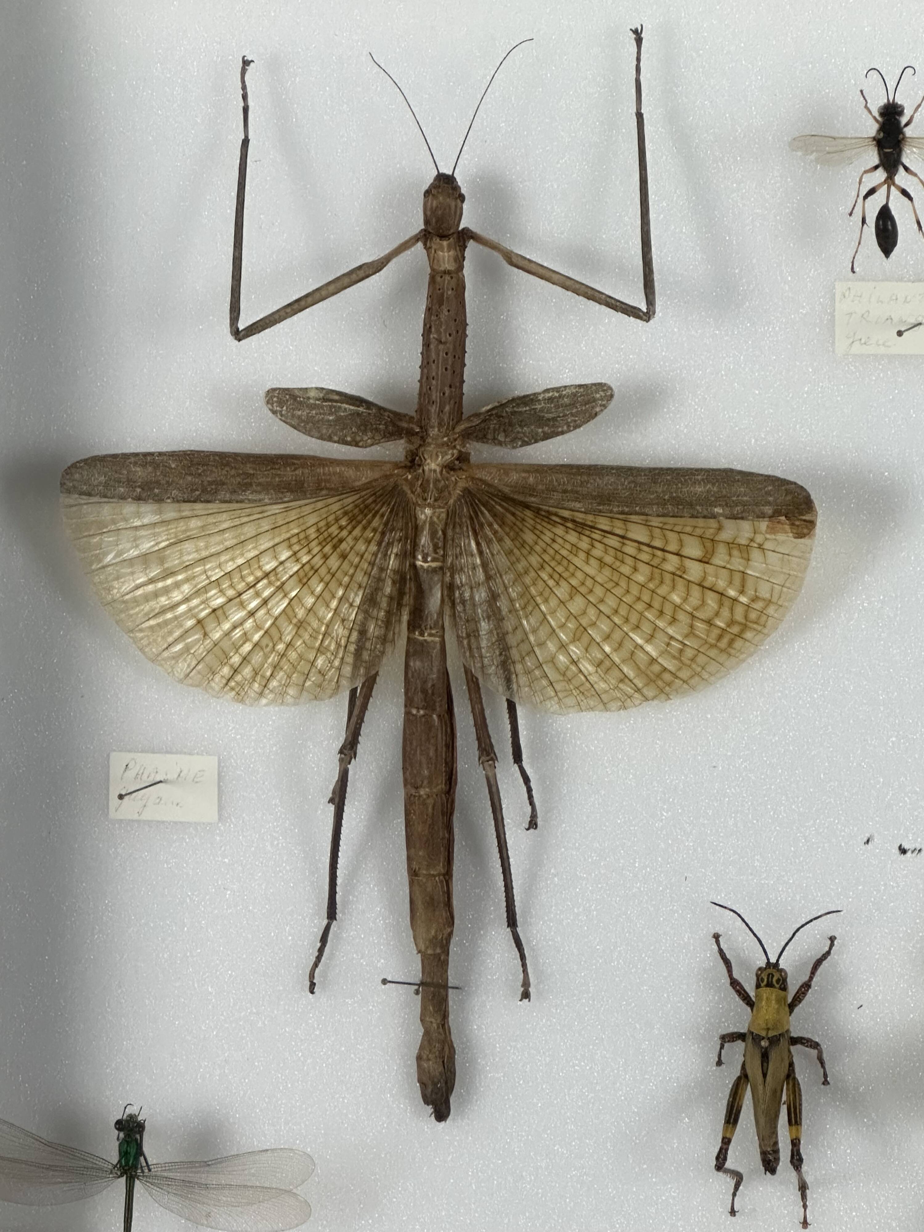 Old entomological insect frame 13 species