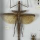 Old entomological insect frame 13 species