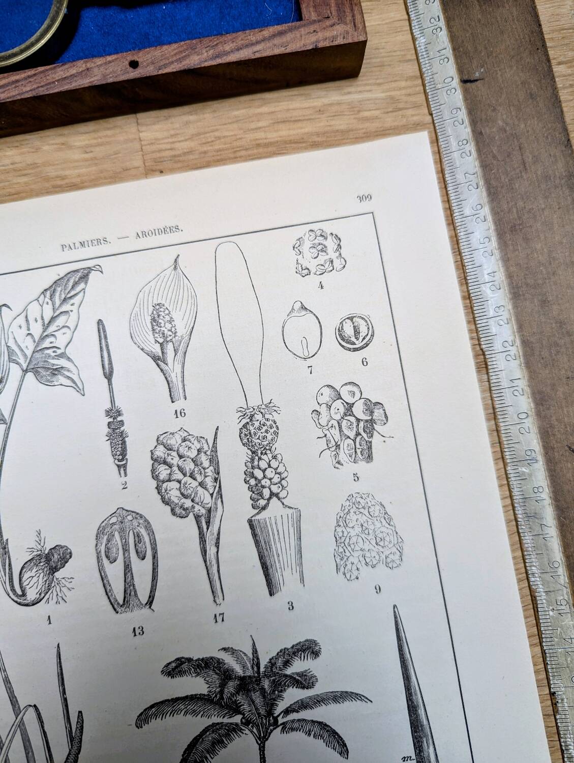 Printed in 1889, Palms and Aroideae. Old botanical plate.