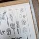 Printed in 1889, Palms and Aroideae. Old botanical plate.