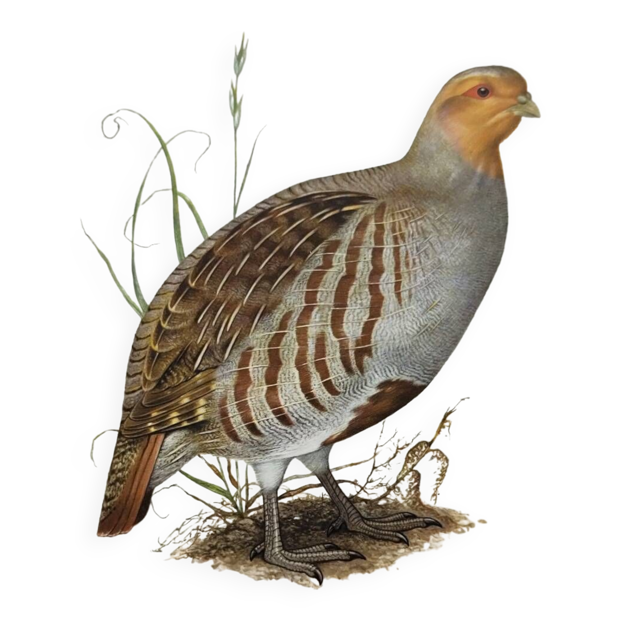 Planche oiseau vers 1962 60 - Perdrix Grise - Illustration ornithologique vintage