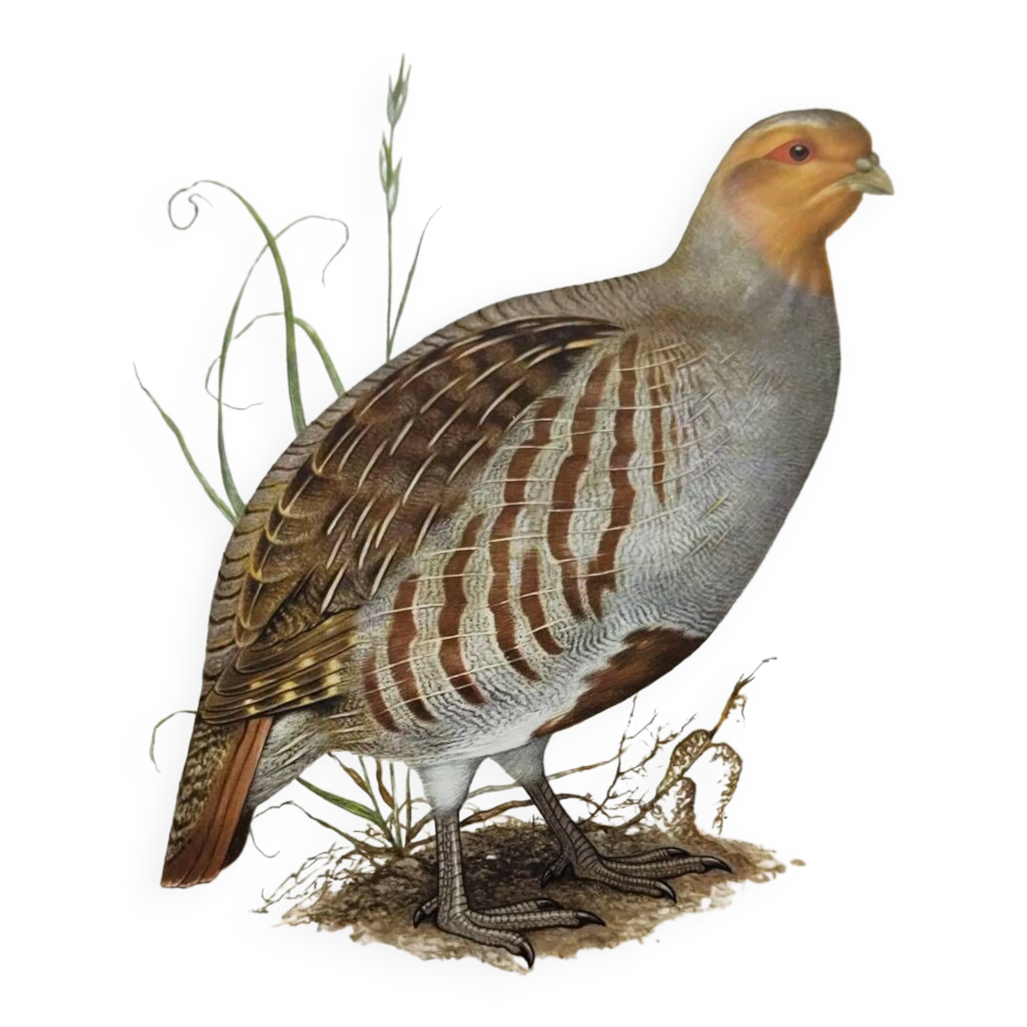 Bird board circa 1962 60 - Gray Partridge - Vintage ornithological illustration