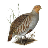 Planche oiseau vers 1962 60 - Perdrix Grise - Illustration ornithologique vintage