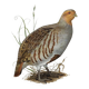Bird board circa 1962 60 - Gray Partridge - Vintage ornithological illustration