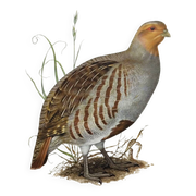 Bird board circa 1962 60 - Gray Partridge - Vintage ornithological illustration