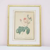 Vintage gold frame print rose