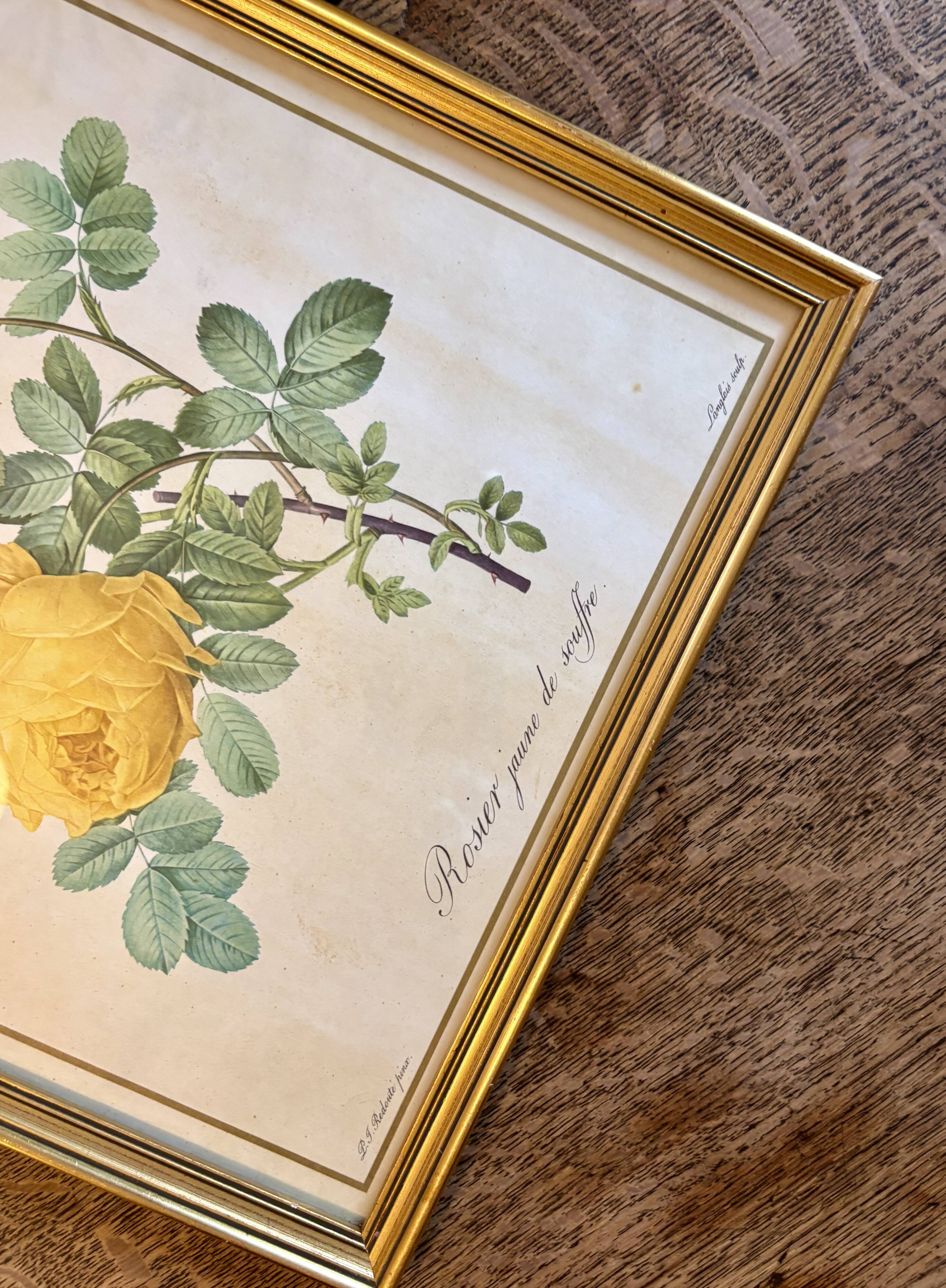 Old frame pink yellow Dreaded