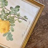 Old frame pink yellow Dreaded