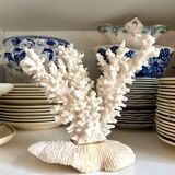 White coral