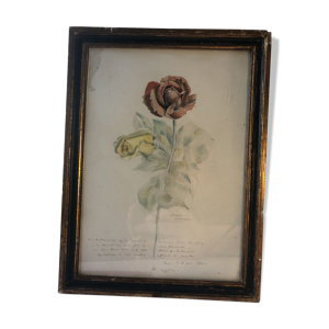 Deux roses entremélees