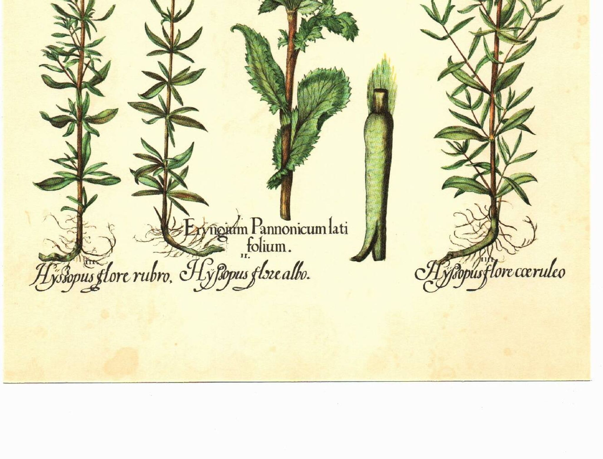 Vintage botanical plate Eryngium and Hyssop - Vintage herbarium illustration