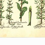 Vintage botanical plate Eryngium and Hyssop - Vintage herbarium illustration
