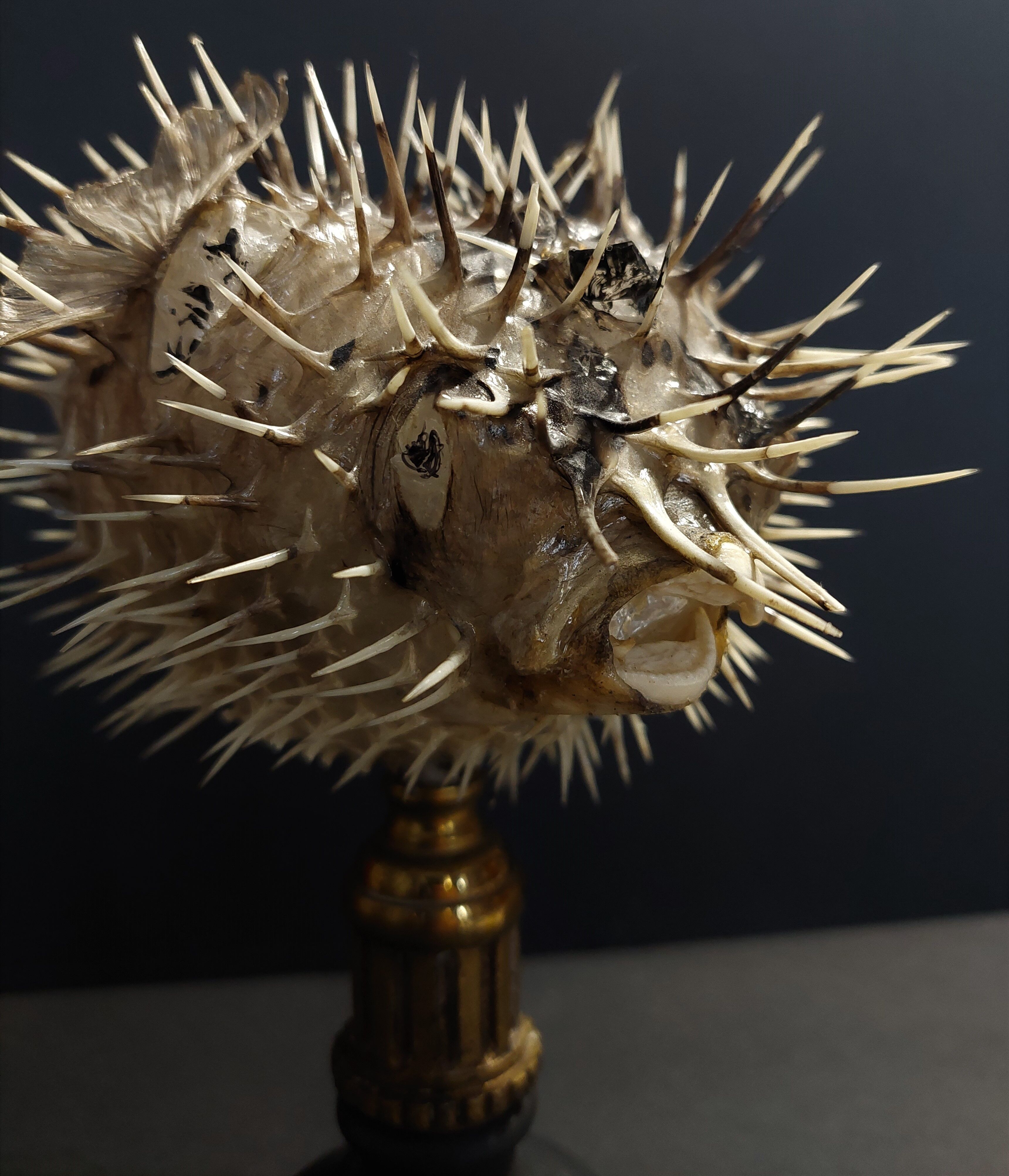 Cabinet of Curiosities naturalized fish diodon holocanthus on base