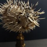 Cabinet of Curiosities naturalized fish diodon holocanthus on base