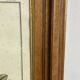 Botanical engraving of Lavatera Malvone