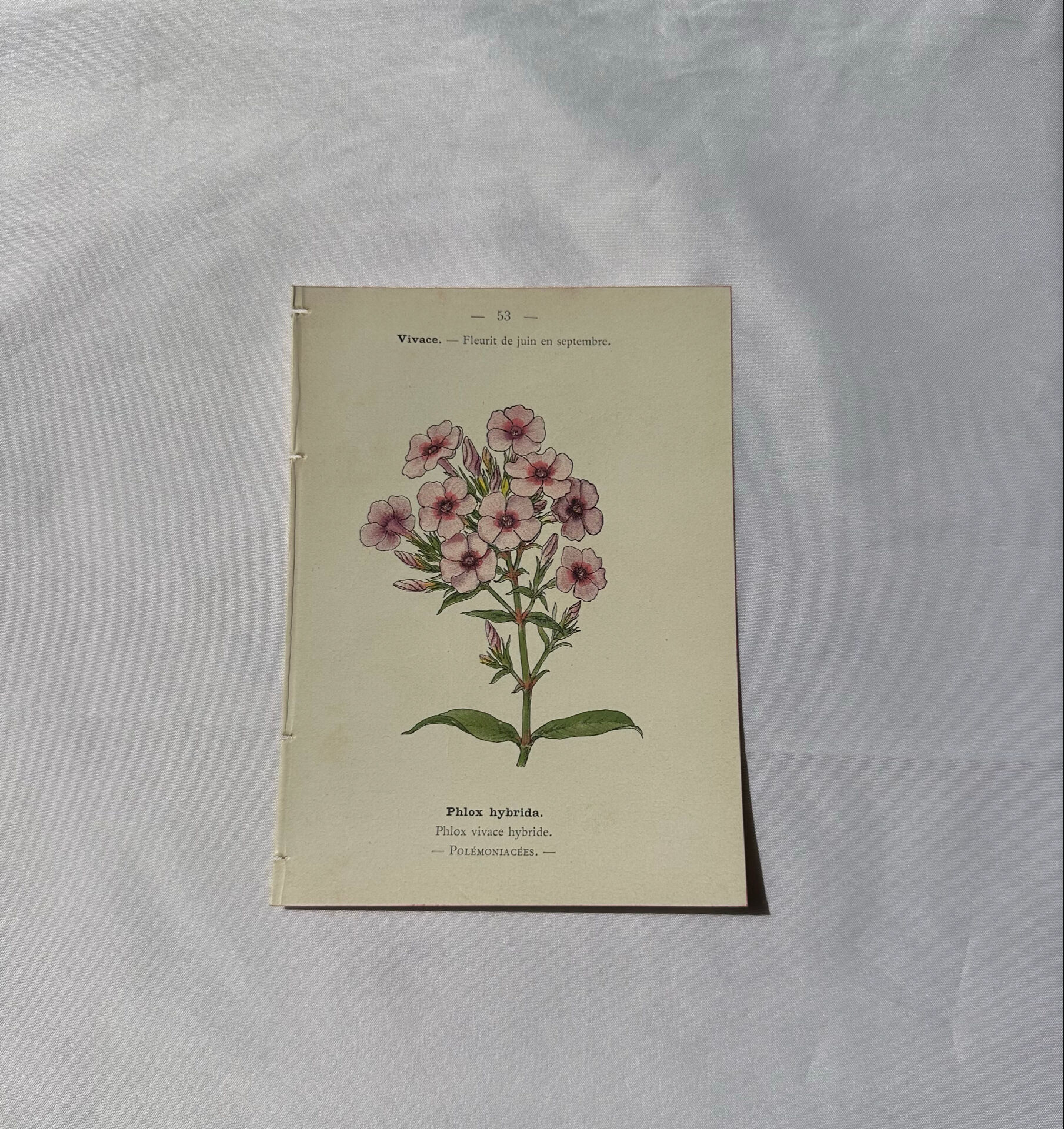🌿 Botanical Plate Old Naturalist Engraving 19th Century Double-Sided