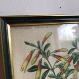 Vintage botanical illustration