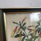 Illustration vintage de botanique