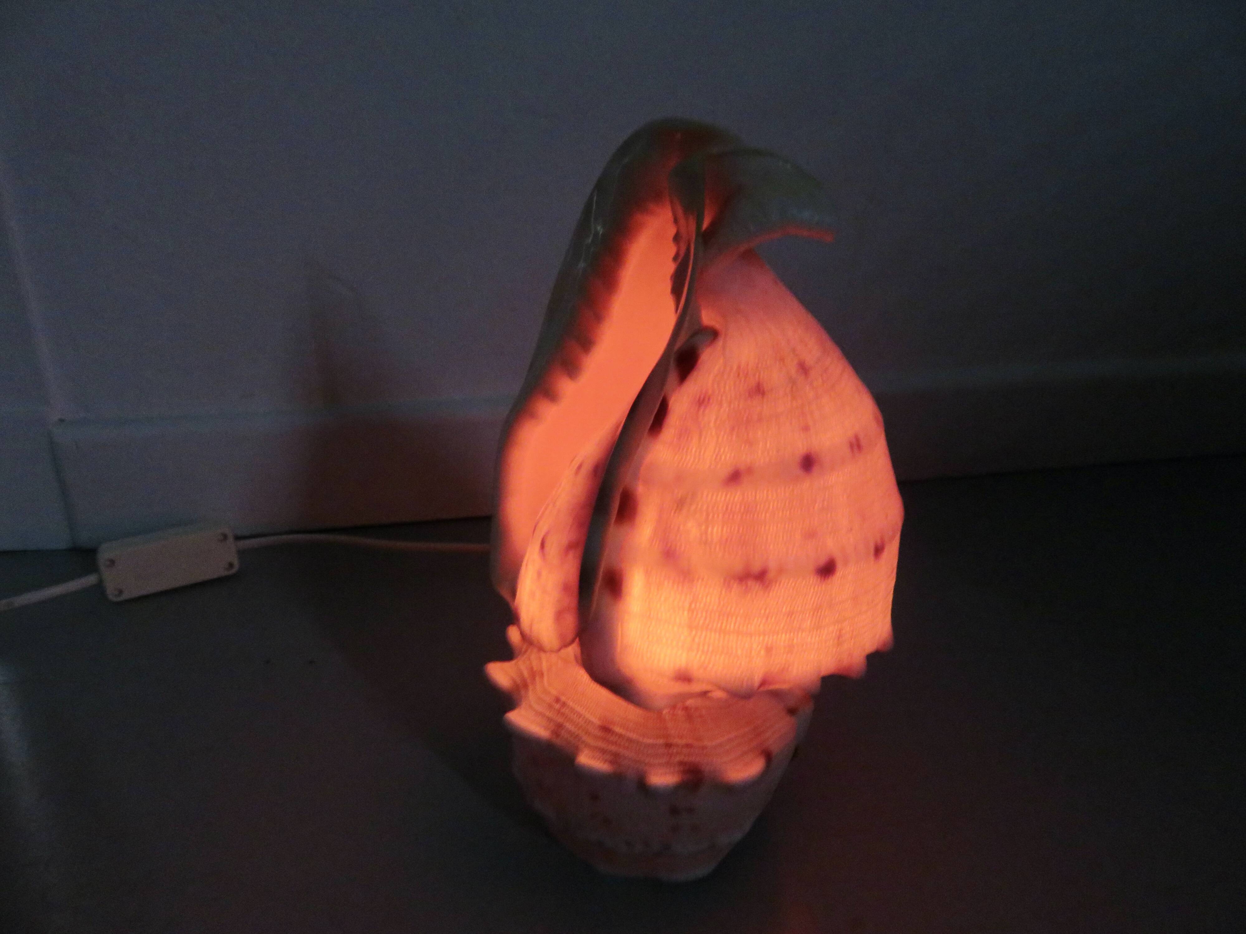Lampe coquillage "cassis cornita" années 70