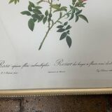 Redouté botanical lithograph