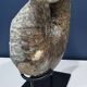 giant ammonite