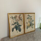 Pair of floral engravings signed redouté