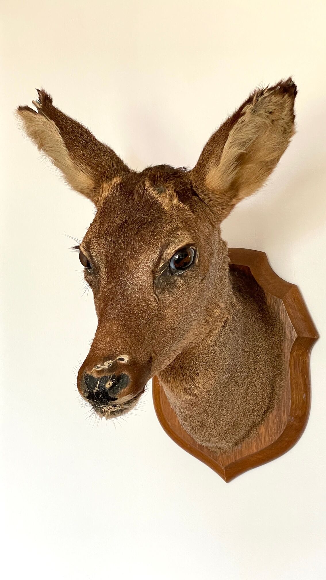 Decoration wall vintage taxidermy