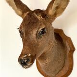 Decoration wall vintage taxidermy