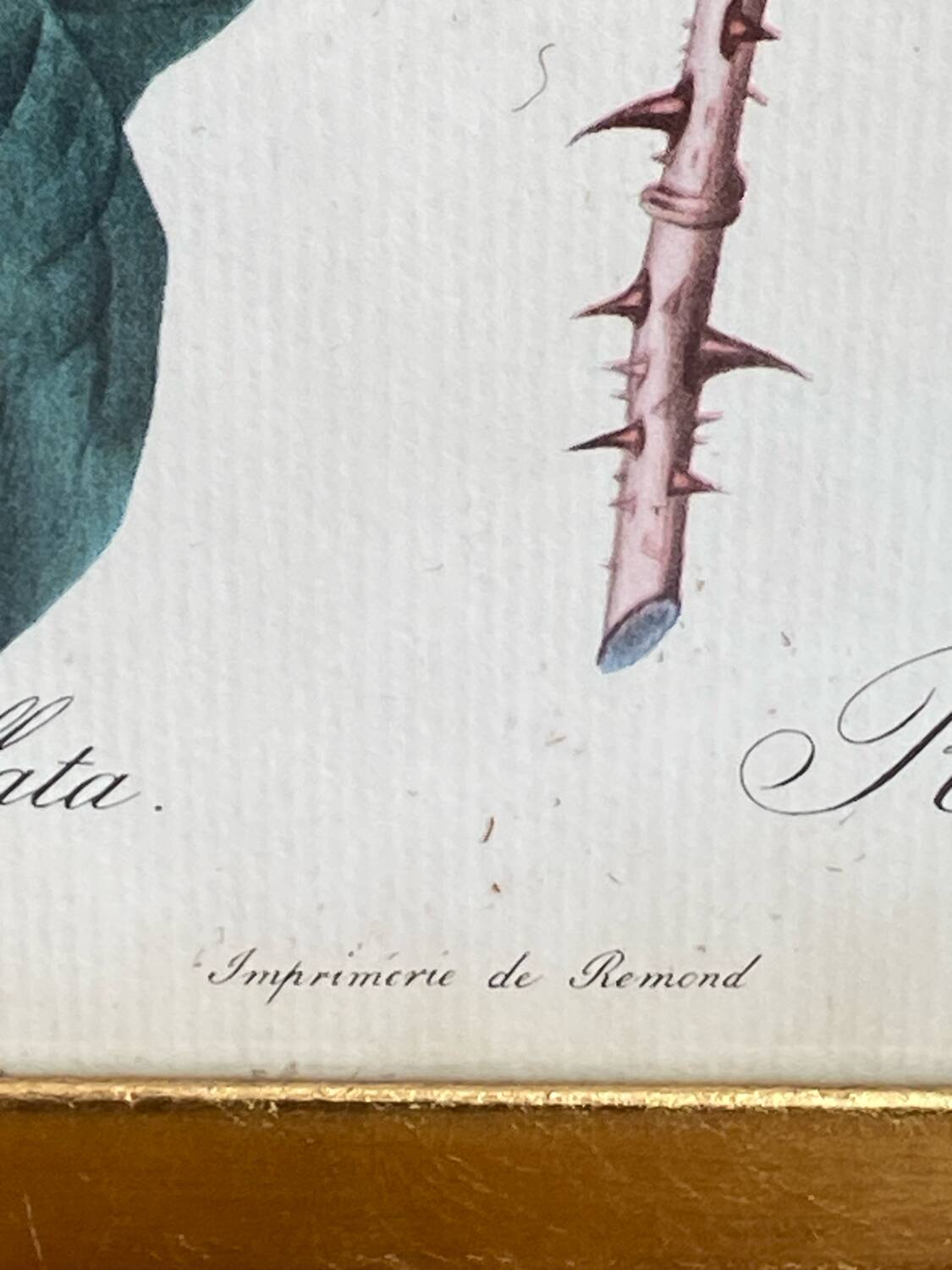 Botanical poster, Rosa Centifolia, after PJ Redouté