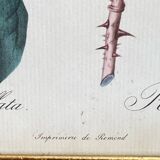 Botanical poster, Rosa Centifolia, after PJ Redouté