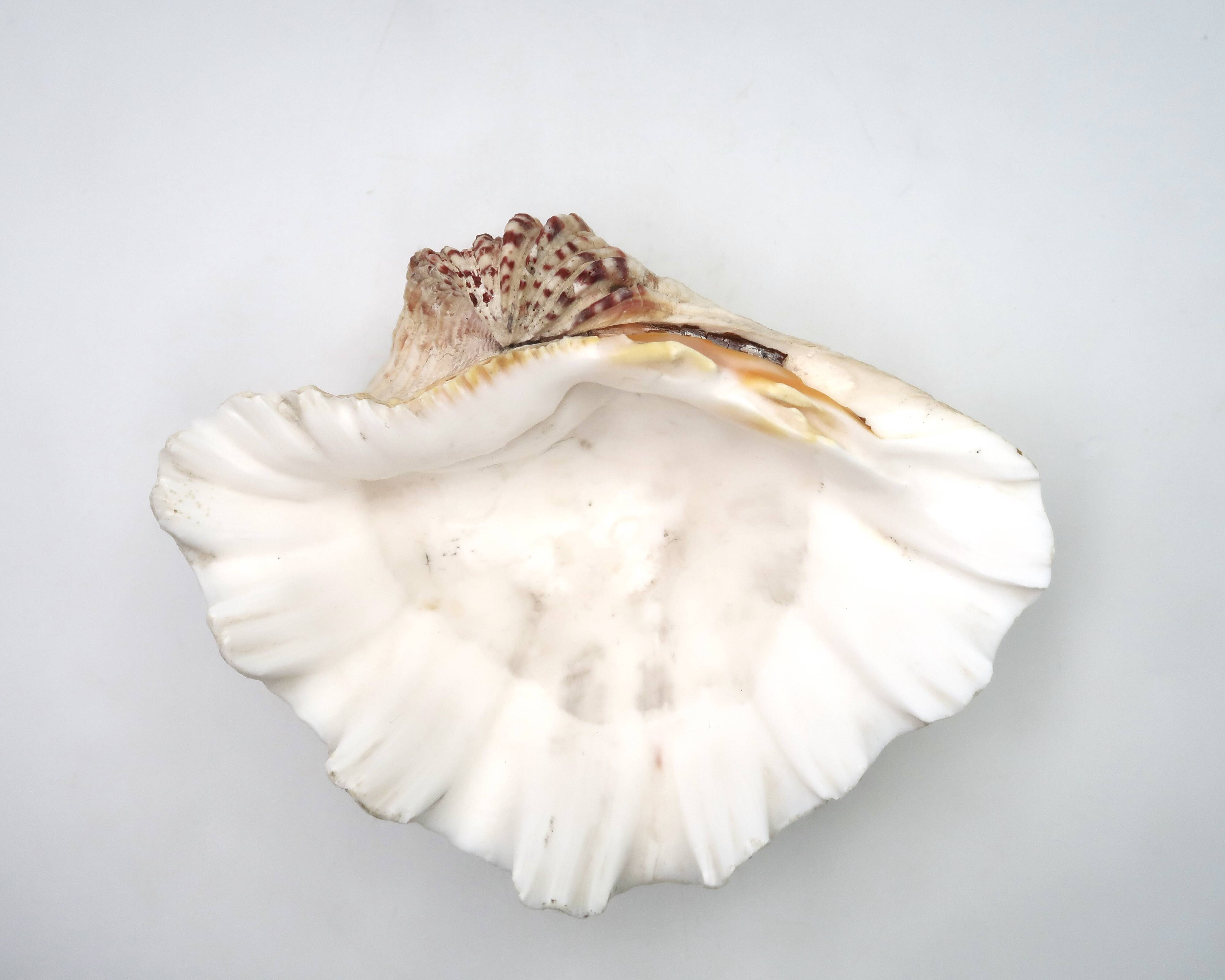 Natural shell catchall, 1970s.