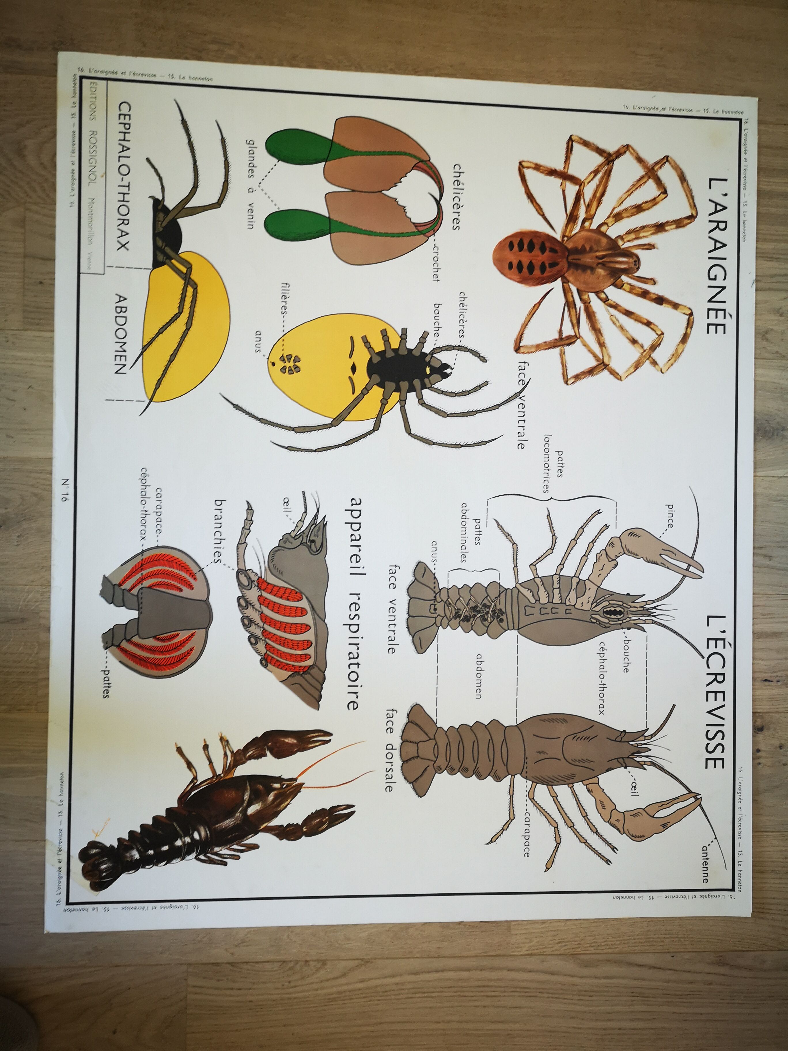 Former school poster Rossignol 50s crayfish spider ha