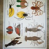 Former school poster Rossignol 50s crayfish spider ha