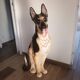 Chien Berger Allemand en faïence