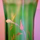 Vase with daffodils in blown glass, enameled, gilded, Legras Montjoye workshops, art nouveau
