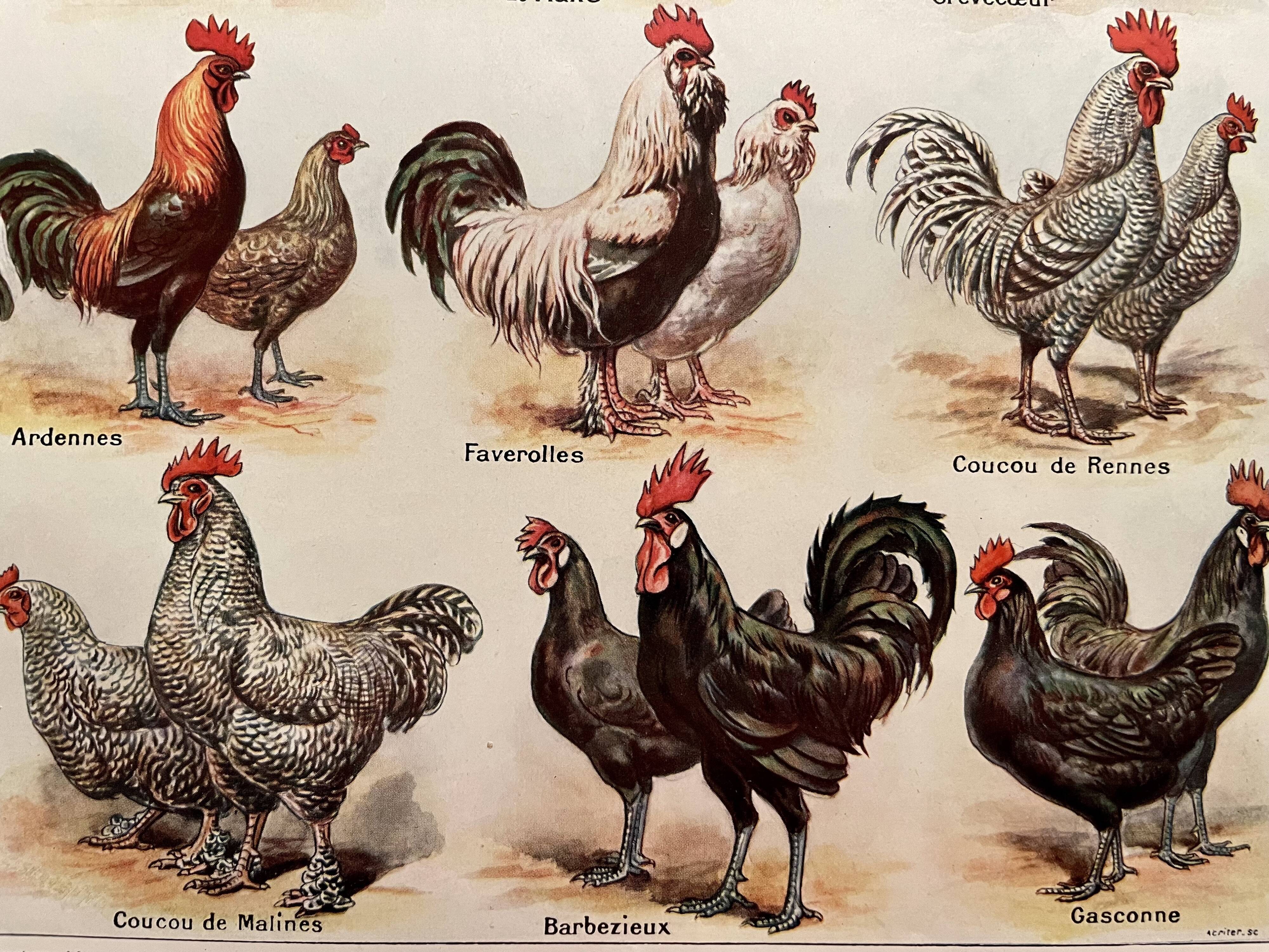 Lithograph on chickens (XXXIV) - 1920