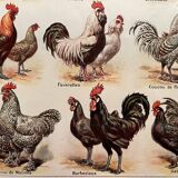 Lithograph on chickens (XXXIV) - 1920