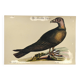 Illustration from 1973 - Peafowl Buzzard - Bird fauna plate