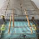 Vintage birdcage
