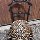 Napoleon III chair reinterpreted – Leopard seat & patinated black wood