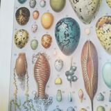 Lithograph on eggs from 1928