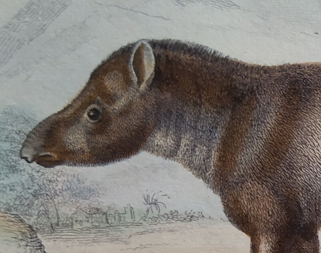 Original zoological board " Porc-Epic - Urson - Tapir " Buffon 1838
