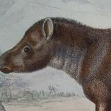 Original zoological board " Porc-Epic - Urson - Tapir " Buffon 1838