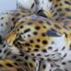 Large porcelain sculpture pair of leopards Italy 1970s Ronzan style