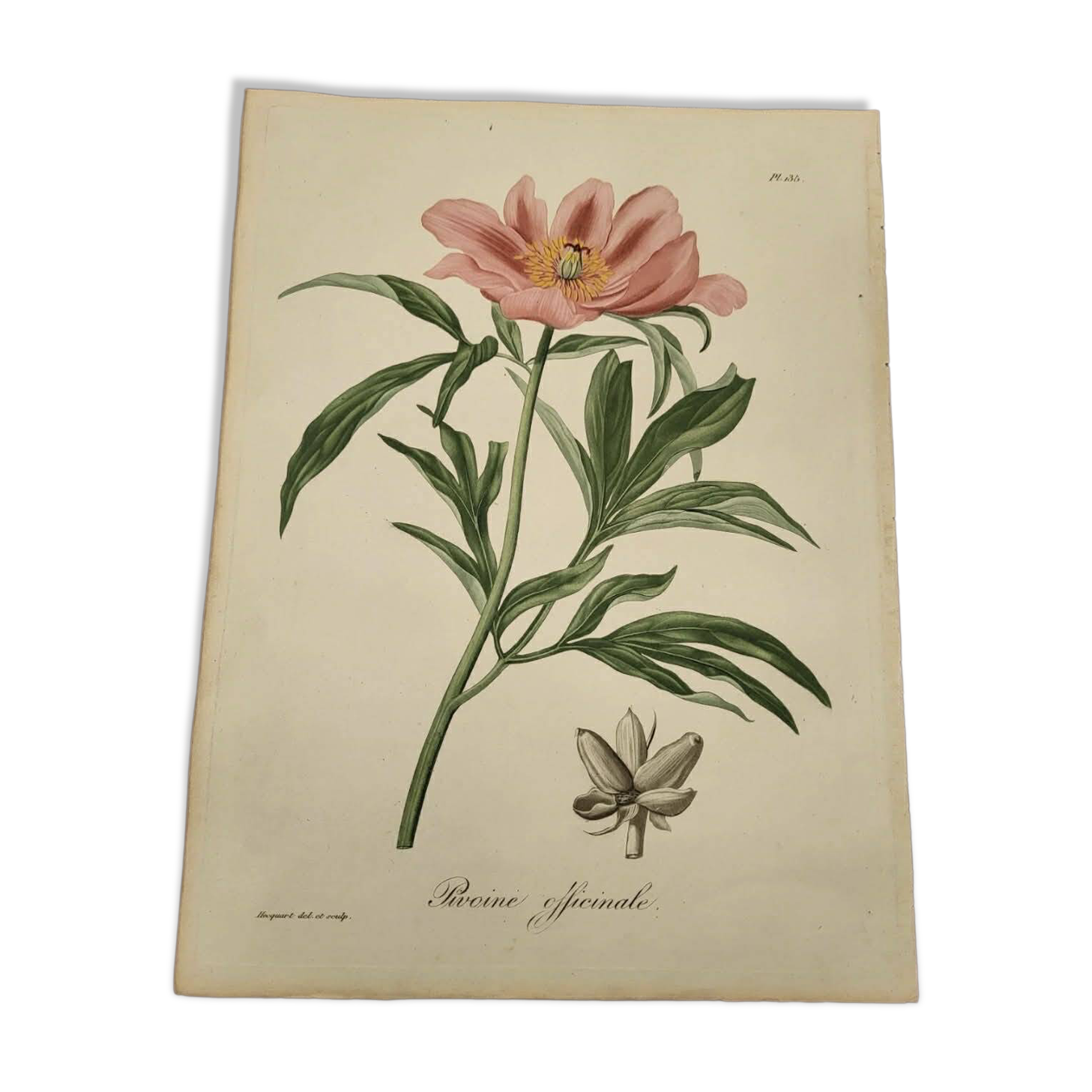 Phytographie médicale, pivoine officinale ,peint à la main, joseph roques 1