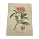 Phytographie médicale, pivoine officinale ,peint à la main, joseph roques 1